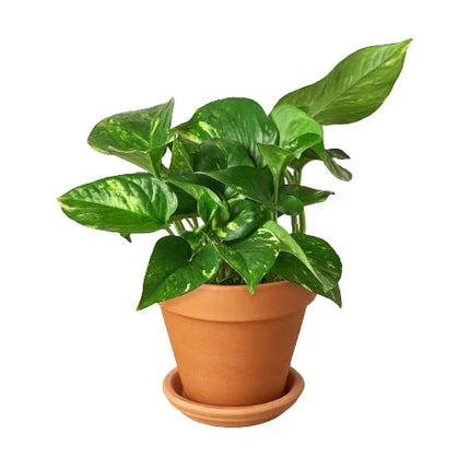 Pothos 'Golden'