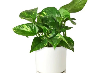 Pothos 'Golden'