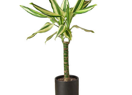 Dracaena 'Sted Sol Cane'