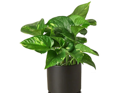 Pothos 'Golden'