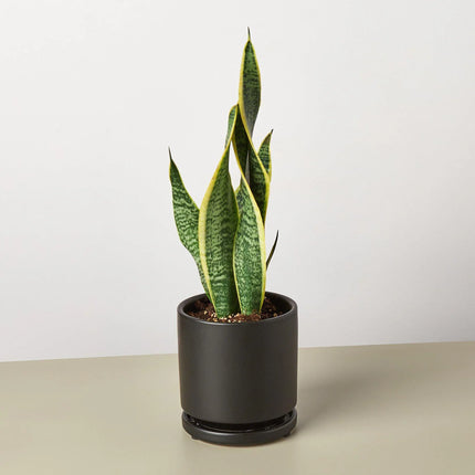 Snake Plant Laurentii