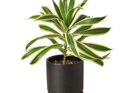 Dracaena 'Song of India'