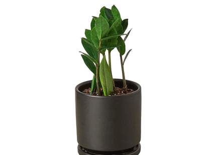Zamioculcas Zamiifolia ZZ