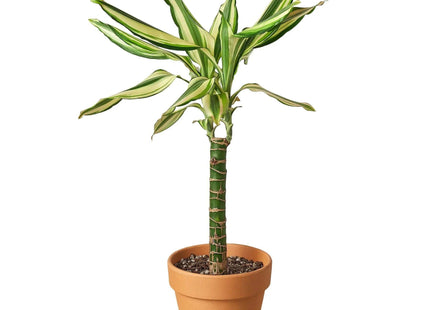 Dracaena 'Sted Sol Cane'