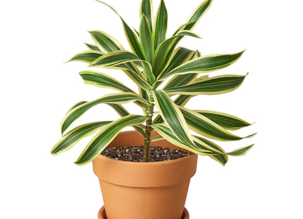 Dracaena 'Song of India'