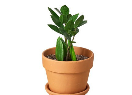 Zamioculcas Zamiifolia ZZ