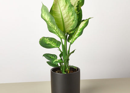Dieffenbachia Camille 'Dumb Cane' - House Plant Shop