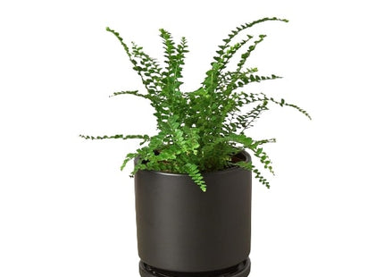 Fern 'Lemon Button'