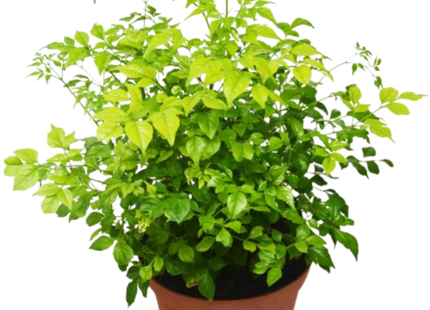 Radermachera 'China Doll' - 6" Pot