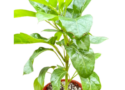 Schefflera Actinophylla