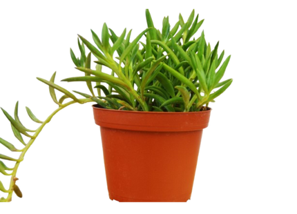 Senecio Succulent 'Fish Hooks'