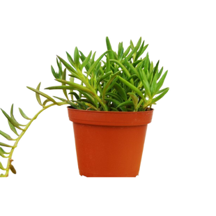 Senecio Succulent 'Fish Hooks'