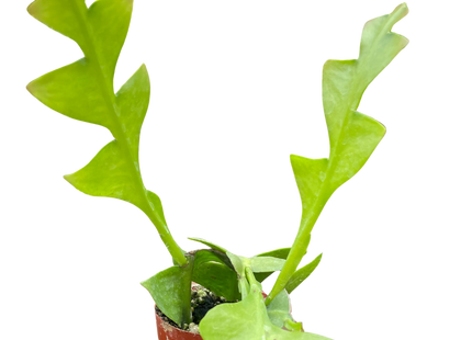 Shark Tooth Orchid Cactus