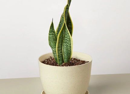 Snake Plant Laurentii