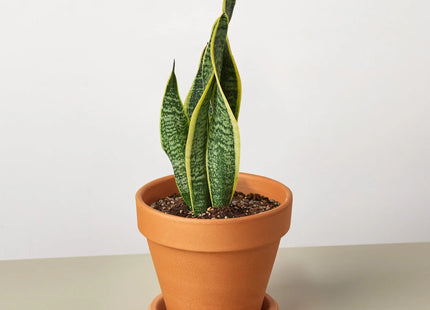Snake Plant Laurentii