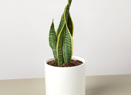 Snake Plant Laurentii