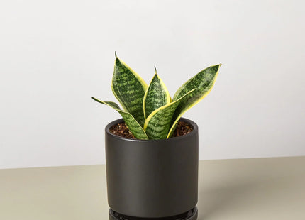 Snake Plant Laurentii Dwarf