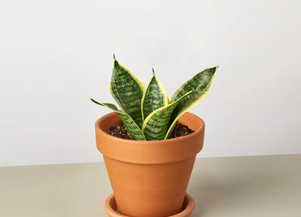 Snake Plant Laurentii Dwarf