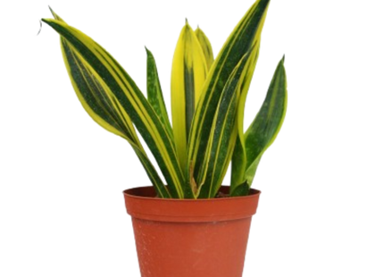 Snake 'Gold Flame'