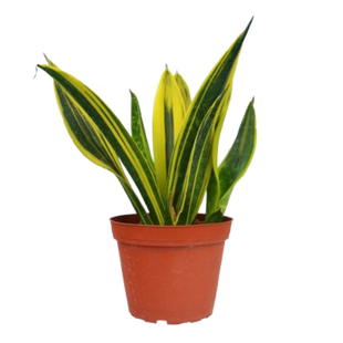 Snake 'Gold Flame'