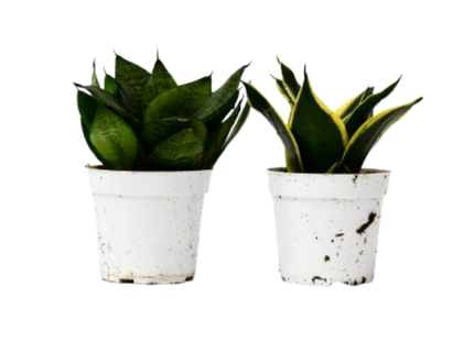Snake Plant Variety Packs - 4" Pot