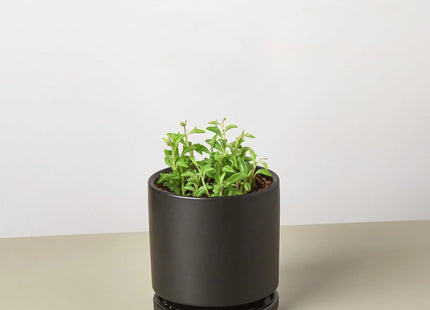 Succulent 'String of Dolphins'