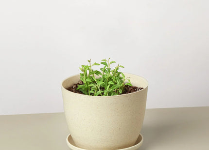 Succulent 'String of Dolphins'
