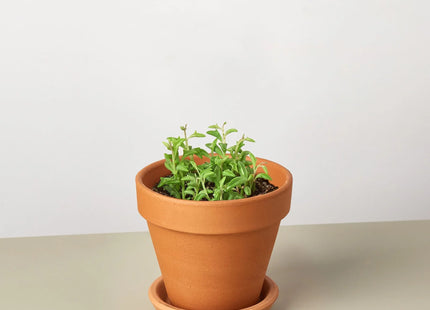 Succulent 'String of Dolphins'