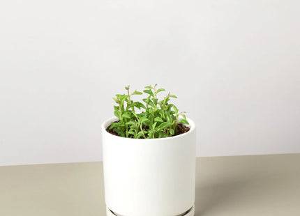 Succulent 'String of Dolphins'