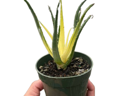 Succulent Aloe Solar Flare