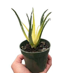 Succulent Aloe Solar Flare