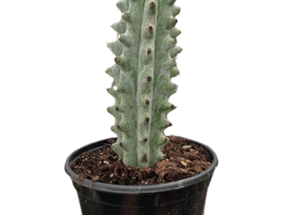 Succulent Cactus Ghost White Boobie