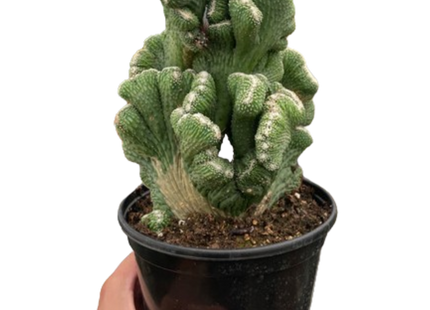 Succulent Cereus Coral Green