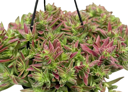 Succulent Crassula Capitella Red