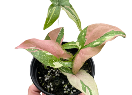 Syngonium 'Tricolor'