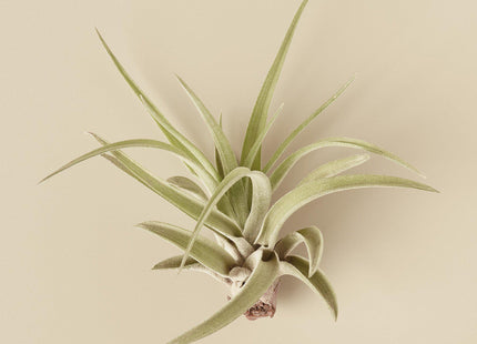 Tillandsia Air Plant Veluntina