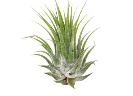Tillandsia Air Plant Ionantha - 25 Pack