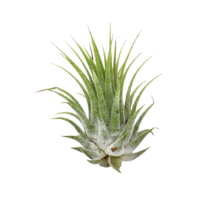 Tillandsia Air Plant Ionantha - 25 Pack