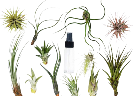 Tillandsia Air Plant Variety Pack w/ Spray Bottle