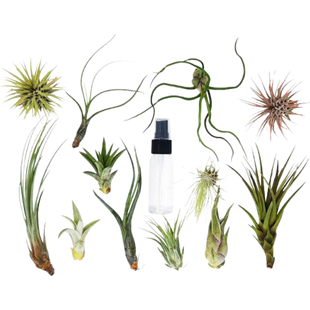 Tillandsia Air Plant Variety Pack w/ Spray Bottle