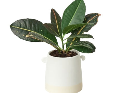 Knob Cylinder Pot - 5 Inch
