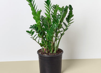 Zamioculcas Zamiifolia ZZ - 10" Pot