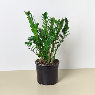 Zamioculcas Zamiifolia ZZ - 10" Pot