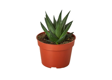 Fairy Washboard Haworthia