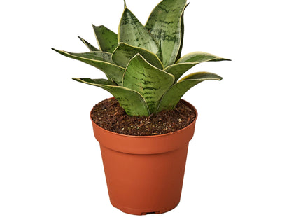 Snake Plant Starlight