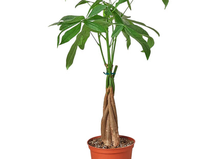 Money Tree 'Guiana Chestnut' Pachira Braid