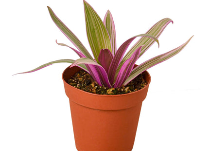 Oyster Plant 'Moses in the Cradle'