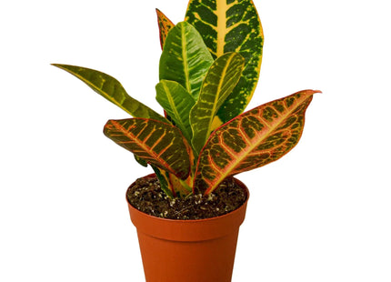 Croton Petra 'Joseph's Coat'