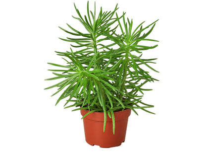 Succulent Senecio 'Himalayan' - 4" Pot