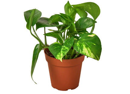 Pothos 'Golden'